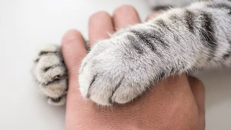 5 Ways to Keep Your Cat Happy - Mentally And Physically