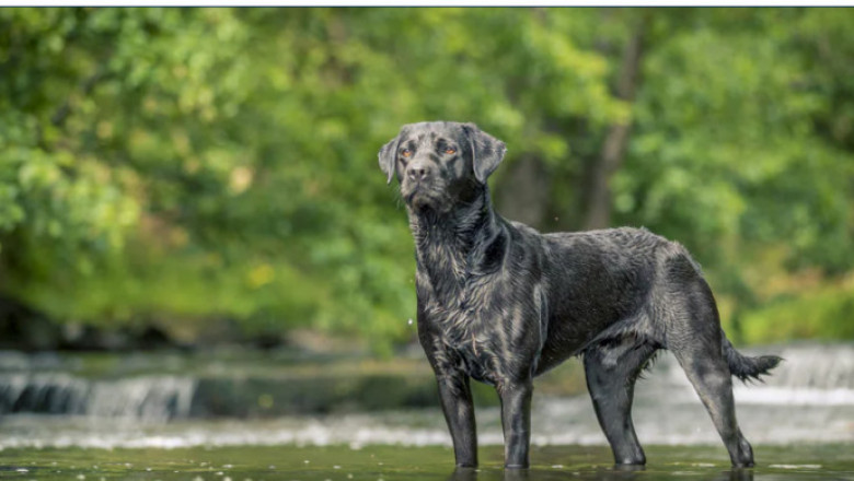 Best Essential Steps to Choosing a Stud Dog