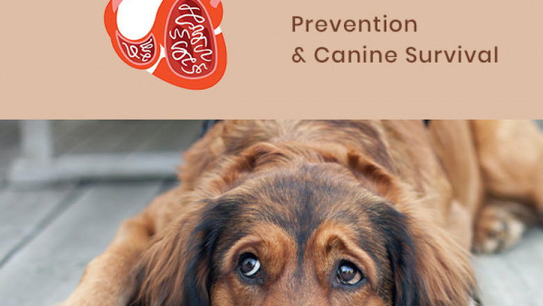 Can-a-Dog-Survive-after-a-Heartworm-Infection.
