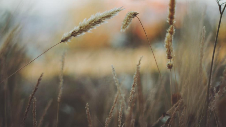 dos and donts of paleo diet