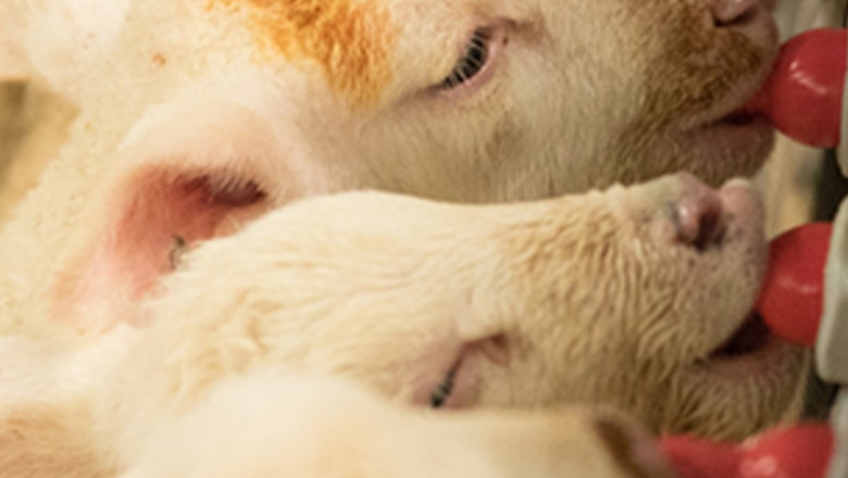 Feeding Lambs Milk Replacer Market | Global Opportunity, Growth Analysis And Outlook Report upto 2027
