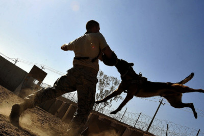 How to Find the Best Dog Bite Lawyer Texas?