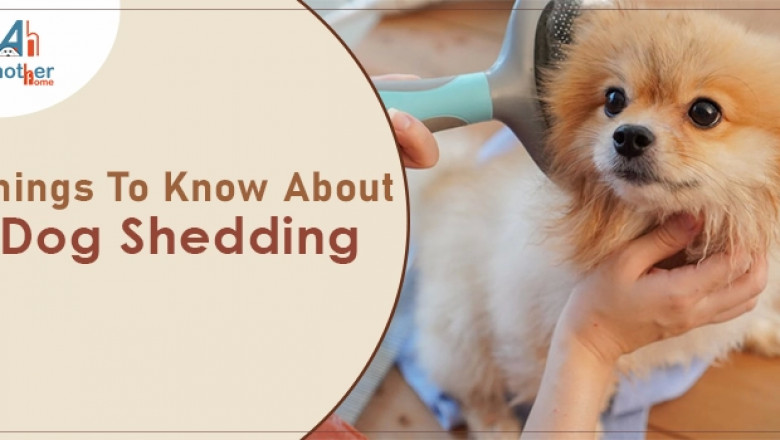 Things You Need To Know About Dog Shedding | Another Home
