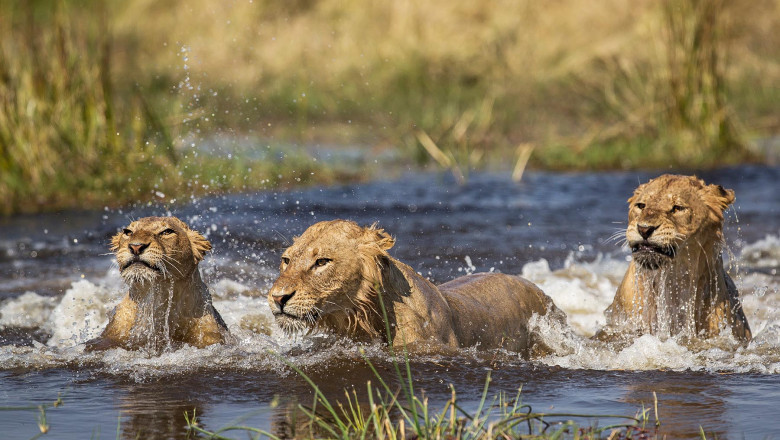 What Are Some Of The Amazing Wildlife That Reflects The Beauty Of Okavango?