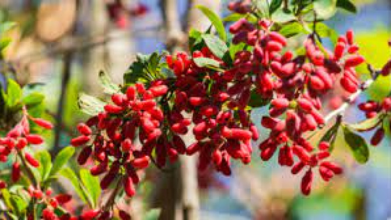Berberine Market Demand Analysis, Statistics, Industry Trends And Investment Opportunities To 2028