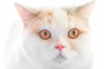 Emergency Veterinary Clinic | 24-hour Pet Emergency Care