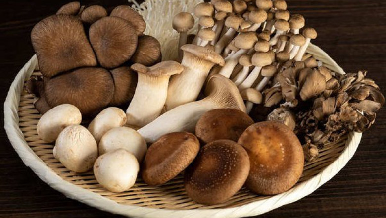 Mushroom Protein Market 2022 | Industry Demand, Fastest Growth, Opportunities Analysis and Forecast To 2028
