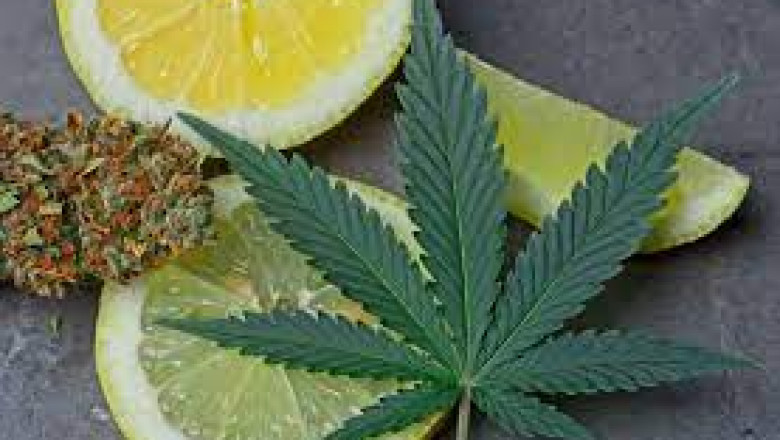 Terpenes Market 2022 Major Key Players and Industry Analysis Till 2028