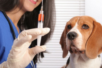 Veterinary Vaccines Market Accrues Phenomenally by 2028 with a Staggering CAGR