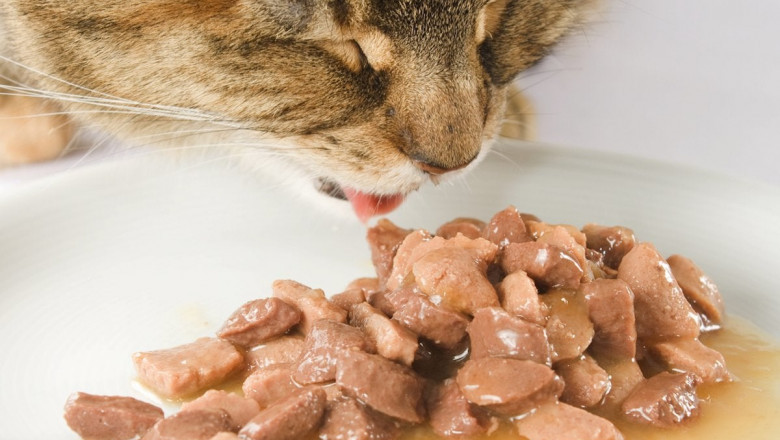 Wet Cat Food Market Outlook and Insights during the Forecast Period 2022-2028