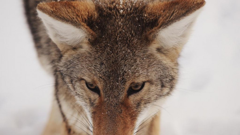 provide a nesting box for birds