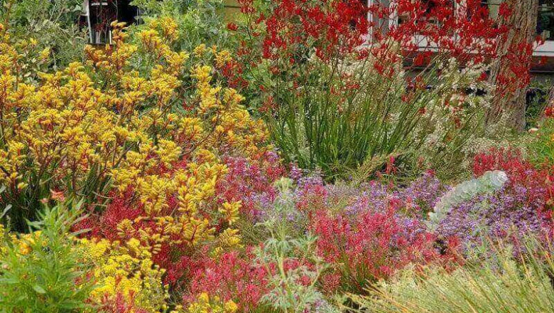 Magical Tips to Grow Australian Native Plants in Your Garden