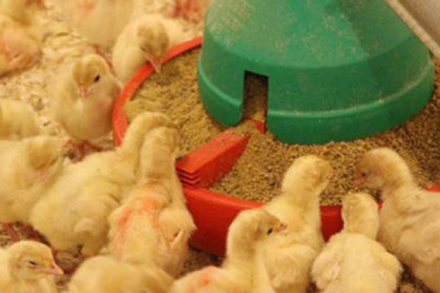 Poultry Feed Market Share, Revenue and Growth Analysis Report Till 2028 | Value Market Research