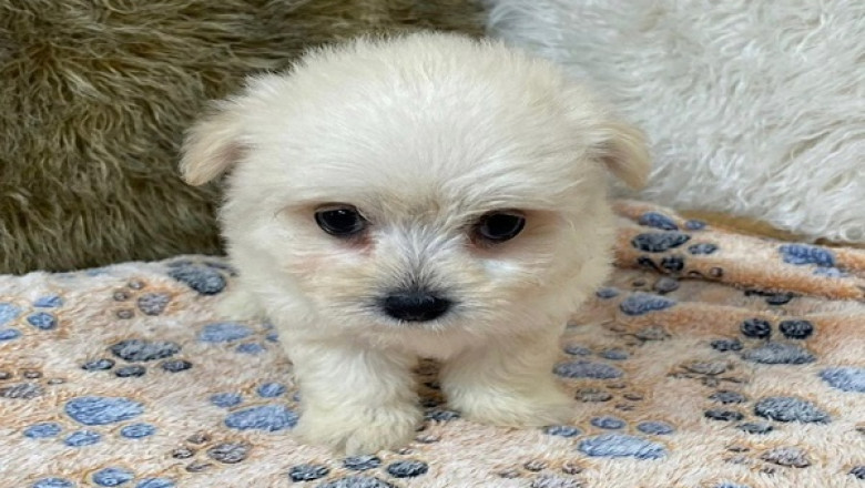 Toy Miniature Poodles For Sale Texas | Abcpuppy.com