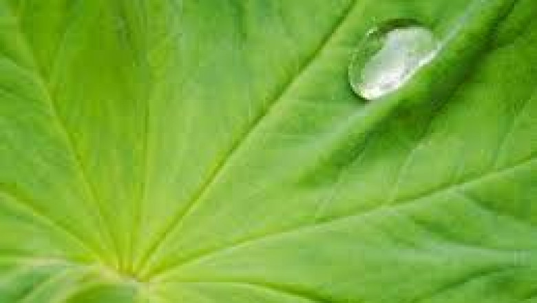 Hydroglycolic Extract Market | Global Industry Trends, Segmentation, Business Opportunities & Forecast To 2028