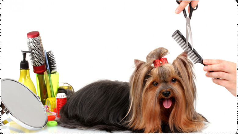 Pet Grooming Services Market Size, Share, Regional Overview and Global Forecast to 2028
