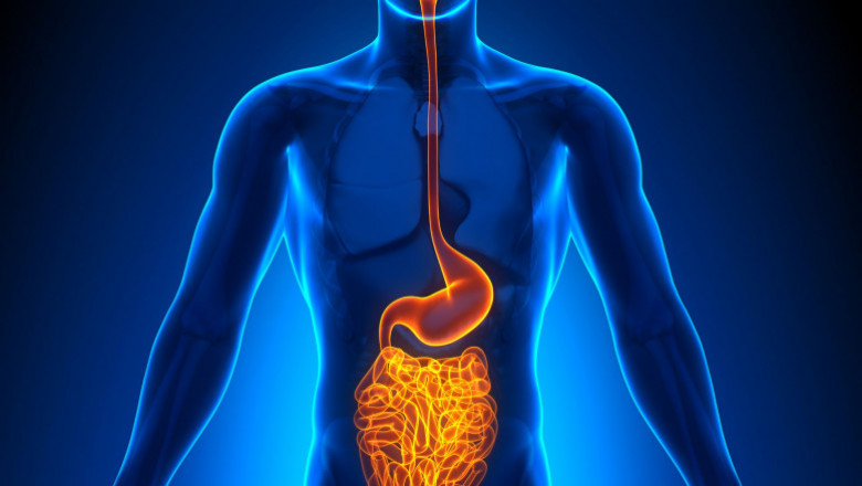 Gut Health and Its Important