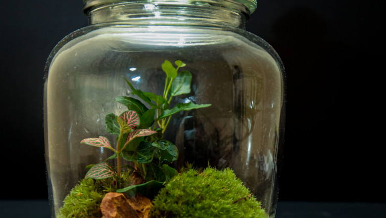 10 Best Terrarium Plants for Indoor and Outdoor Terrariums