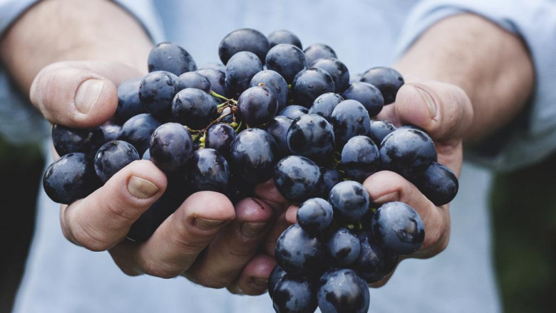timber fired pizza stoves pizza celebration
