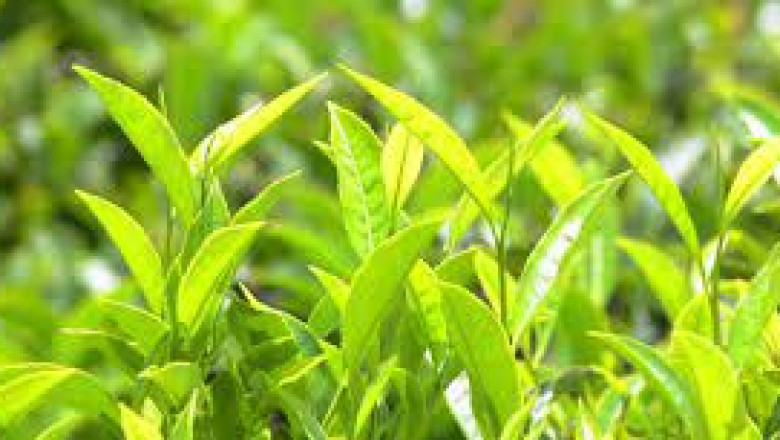 Agricultural Inoculants Market 2022 | Industry Demand, Fastest Growth, Opportunities Analysis and Forecast To 2028