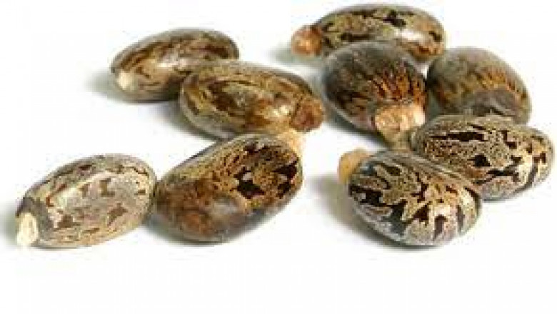 Bio-Based Polyamide Market Size, In-depth Analysis Report and Global Forecast to 2028