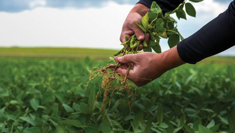Seed Treatment Market Insights, Outlook and Analysis during the Forecast Period 2020-2027