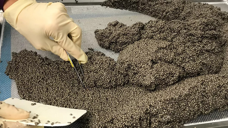 Why should you choose the Finest Caviar in Hong Kong?