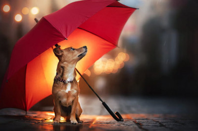 5 rainy day dog walking essentials