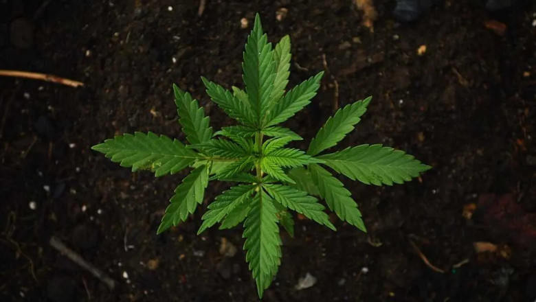 Can You Buy CBD Oil India?