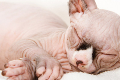 Hairless Cats: Breeds, Info and facts