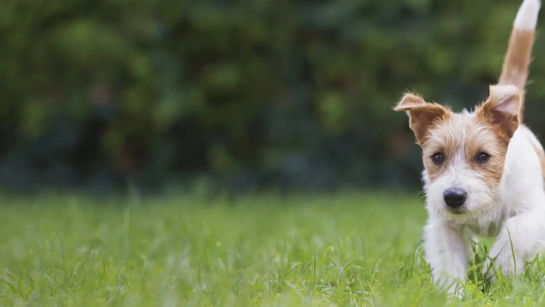 Pet Health Advice