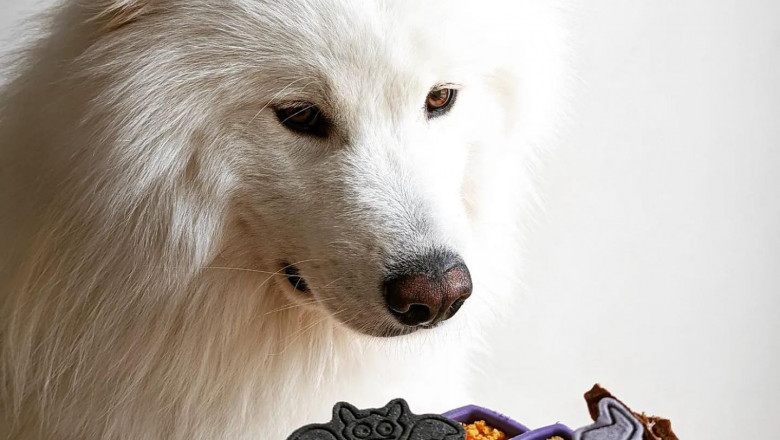 Which are the Appropriate Chew Toys For The Puppies?