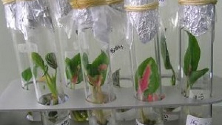 Plant Tissue Culture Techniques