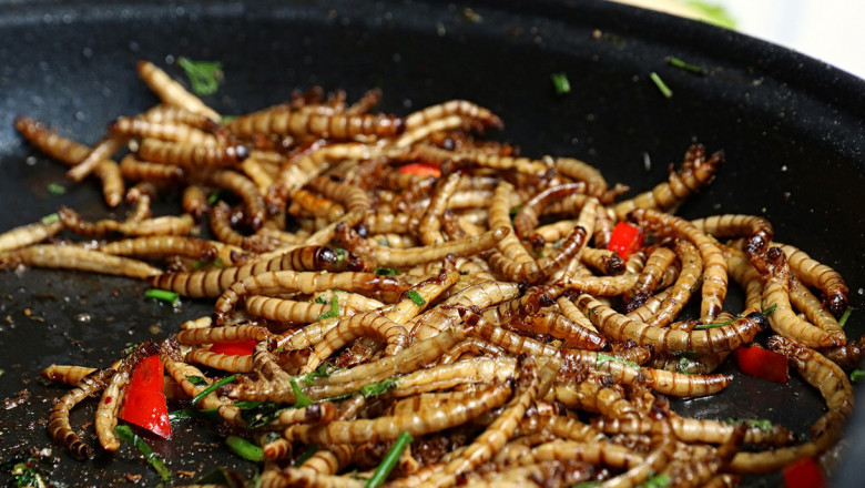 Edible Insects Have a Strong Nutritional Profile- Know How