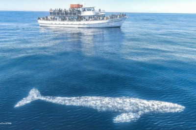 Book Whale watching tickets at discount rate