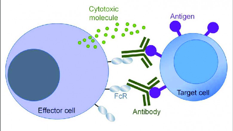 Clinical research with Fc Proteins and Glycoengineered Antibodies!