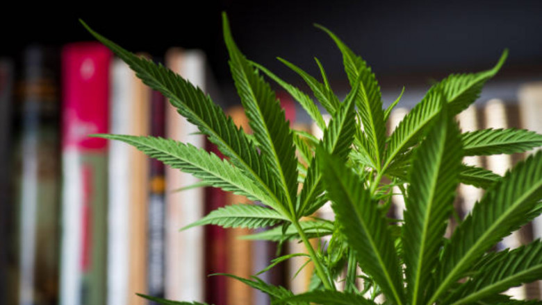 How To Produce Top Shelf Bud?