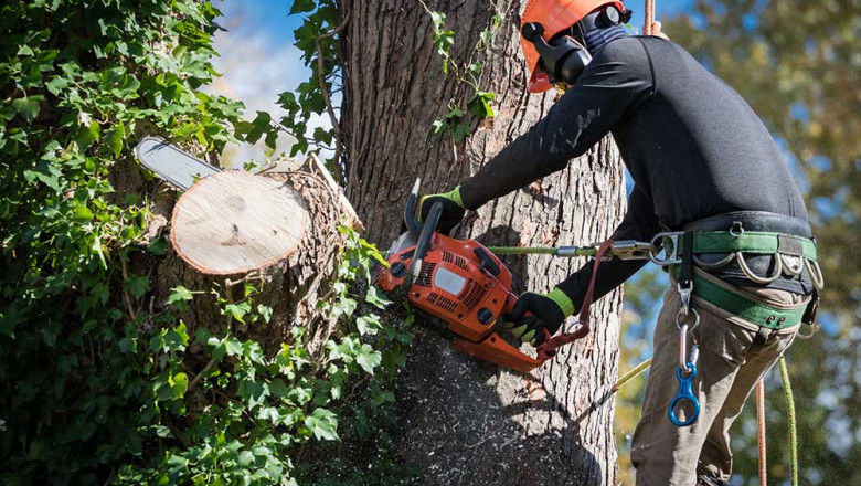 Why do you need tree service in Bristol CT?