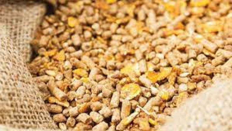 Animal Feed Protease Market | Global Industry Trends, Segmentation, Business Opportunities &amp; Forecast To 2028