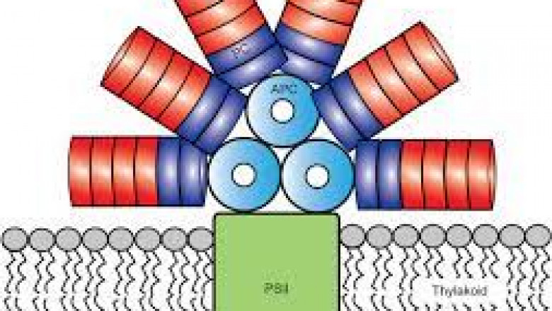 Phycobiliproteins Market Size, Status, Growth | Industry Analysis Report 2020-2028