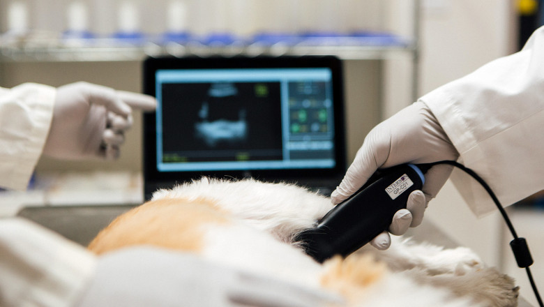 Technological Advancements and Growth Expansion of Veterinary Imaging Market, Forecast 2022-2028