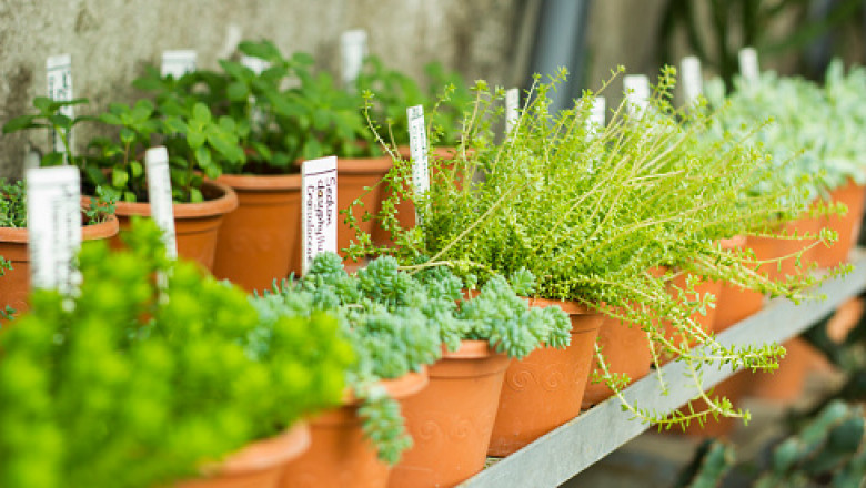 Get Your Hands on the Best Indoor, Outdoor and Garden Centre Plants