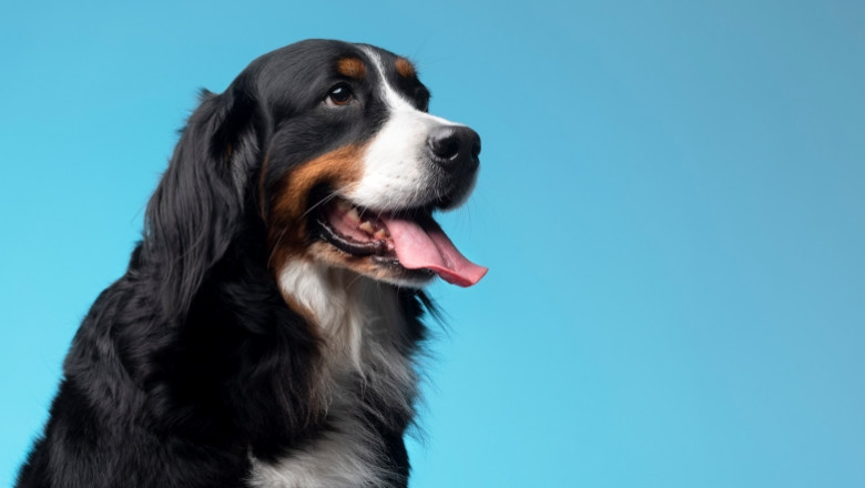 The Benefits of a Pet Pen