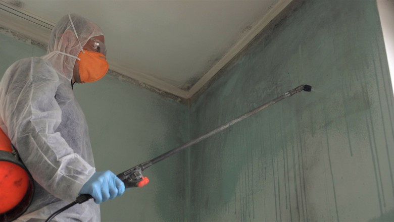 What Is Mold and Why Should You Care
