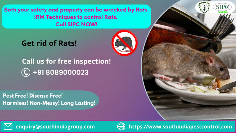 Rodent Control Services in Bangalore