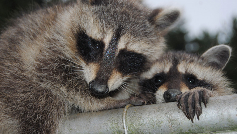 Keep Raccoons Out With Raccoon Removal Services in Kitchener