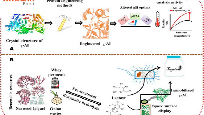 L-ARABINOSE HAS BROAD APPLICATION PROSPECTS IN COMPOUND FOOD INGREDIENTS