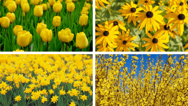 Most Beautiful Yellow Flowers for Garden