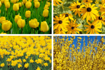 Most Beautiful Yellow Flowers for Garden