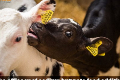 The efficacy of sodium butyrate feed additive